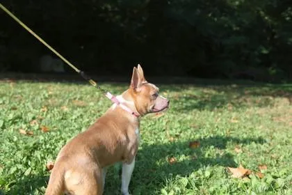 An adult medium-sized male Mixed Breed dog named Brown for adoption in West Chester, PA