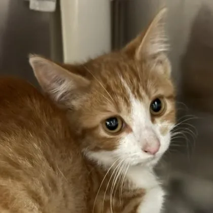 A young medium-sized female Orange & White Domestic Short Hair cat named Gourd for adoption in Lansing, MI