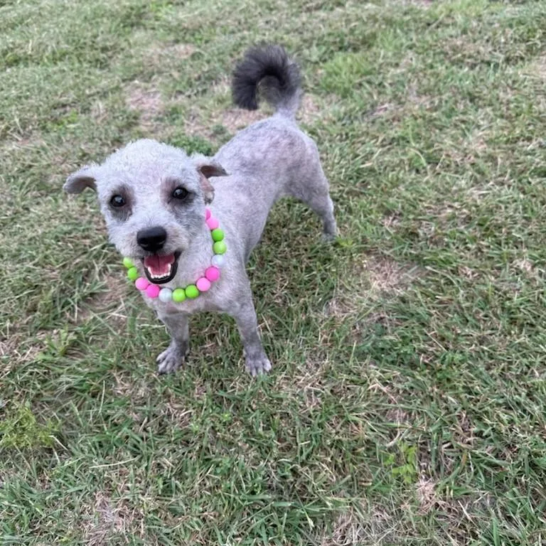 An adult small-sized female Gray / Blue / Silver Maltese dog named Shirley for adoption in San Antonio, TX