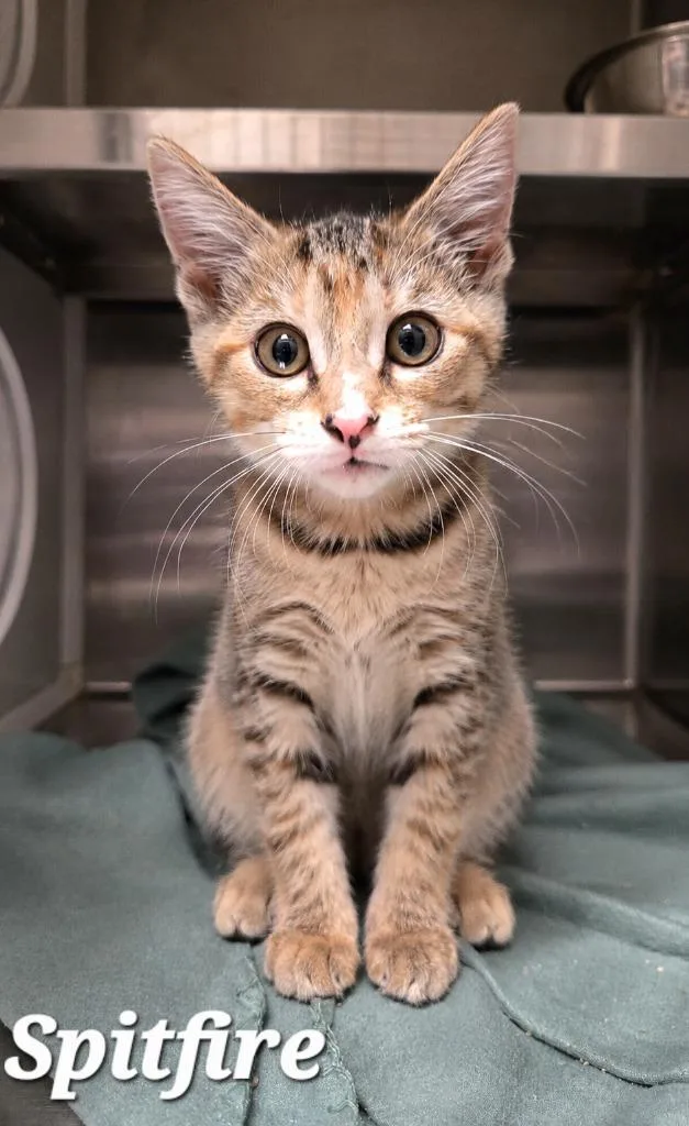 A baby large-sized female Domestic Short Hair cat named Spitfire for adoption in Sidney, OH