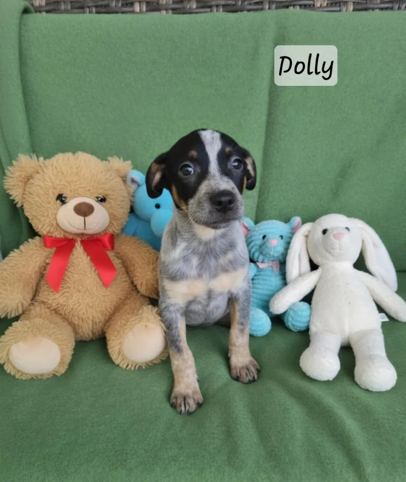 A baby medium-sized female Terrier dog named Dolly for adoption in Manchester, CT