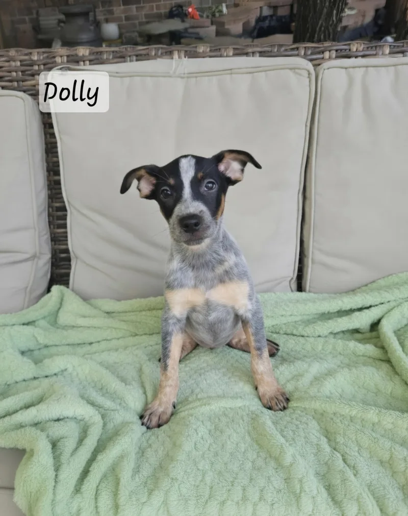Dolly thumbnail 2