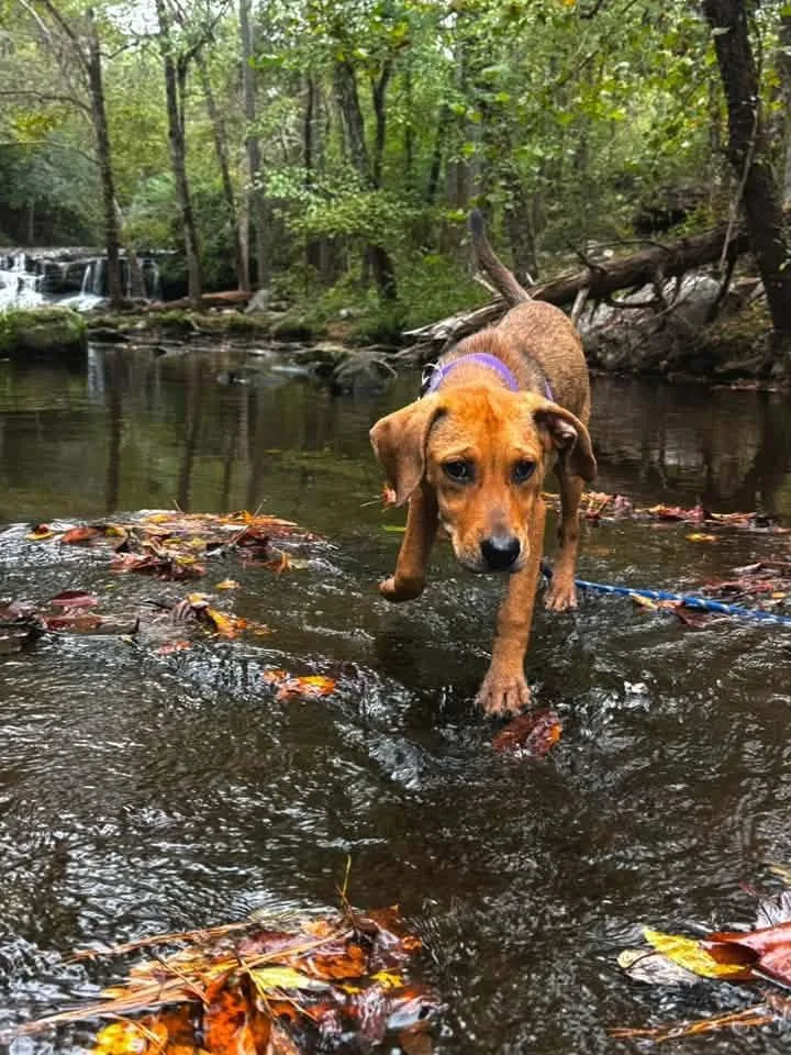 A baby medium-sized female Golden Hound dog named Langley for adoption in Pelham, AL