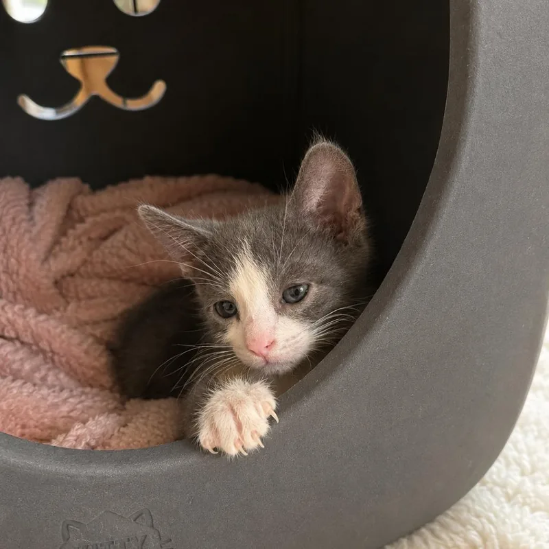 A baby small-sized female Gray / Blue / Silver Domestic Short Hair cat named Hamburgler for adoption in Howard beach, NY