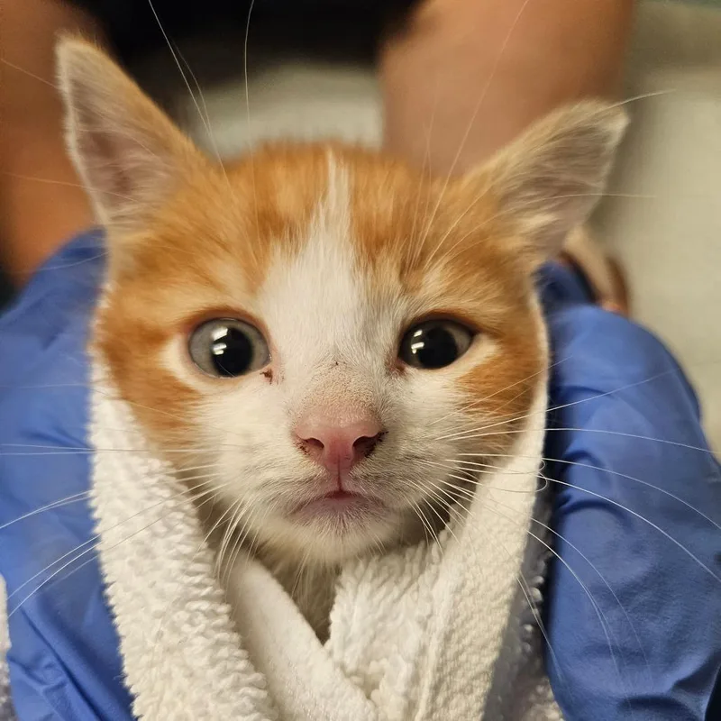 A baby small-sized male Orange / Red Domestic Short Hair cat named Diablo for adoption in Birdsboro, PA