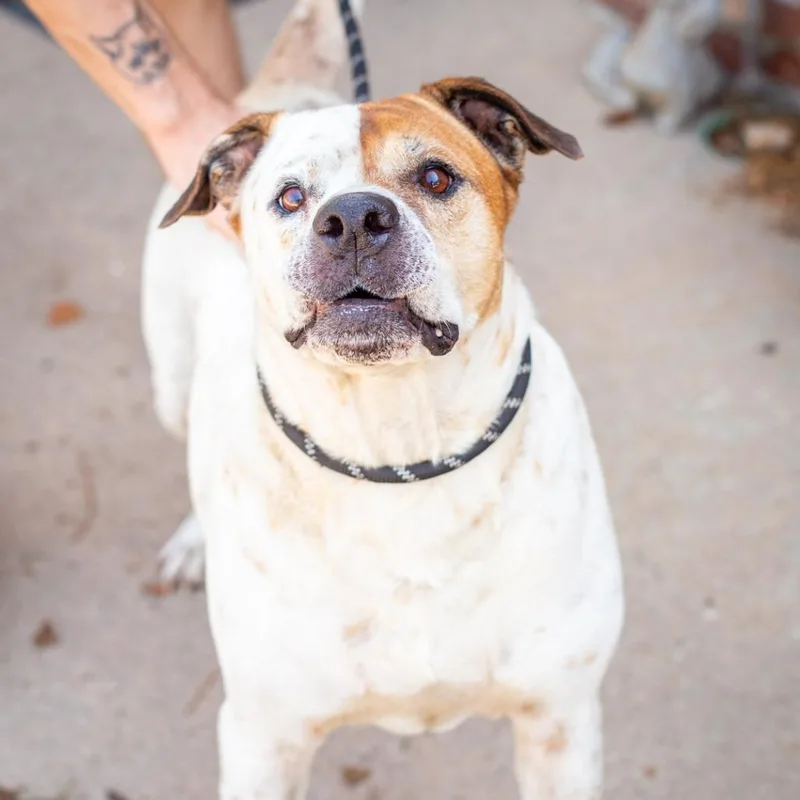 A senior large-sized male Cattle Dog dog named Frankie for adoption in Hattiesburg, MS