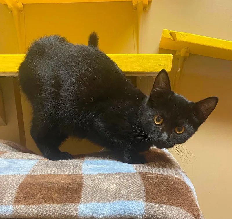 A baby medium-sized female Black Domestic Short Hair cat named Bean for adoption in Maryville, MO