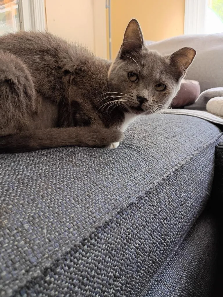 Loki