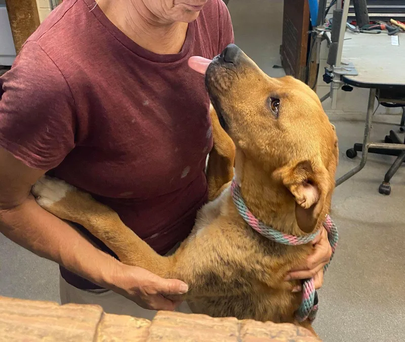 An adult medium-sized male Golden Labrador Retriever dog named Howie for adoption in Ventura, CA