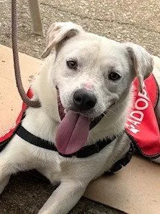 A young medium-sized female Pointer dog named Tawny for adoption in Carrollton, GA