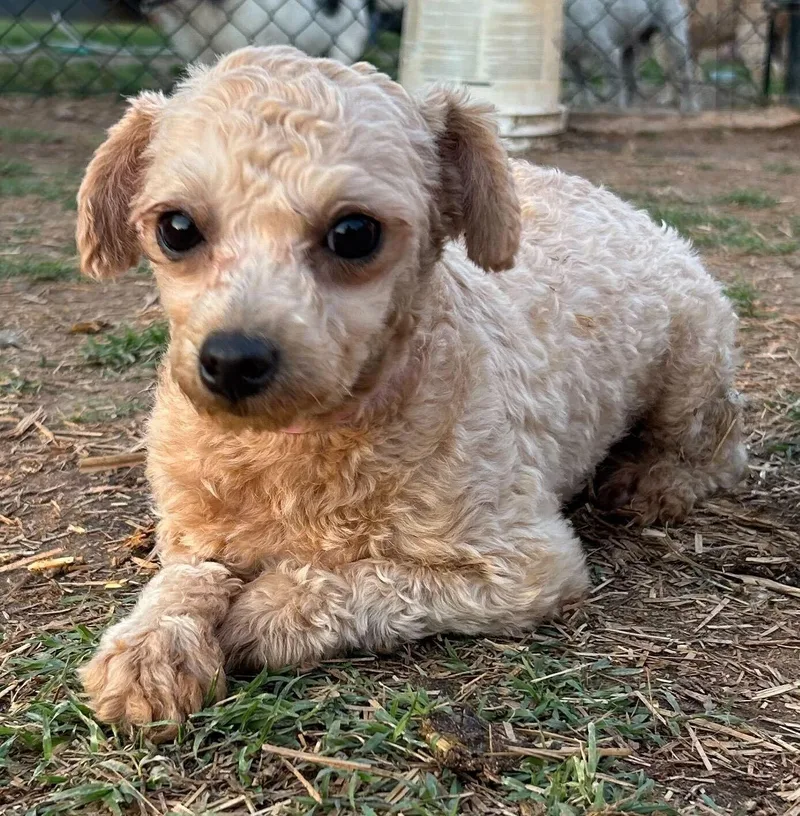 An adult small-sized female Poodle dog named Demi Mar for adoption in Pacolet, SC