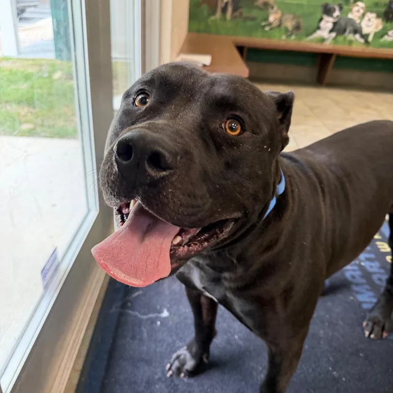 An adult large-sized male Presa Canario dog named Bruno for adoption in Newark, DE