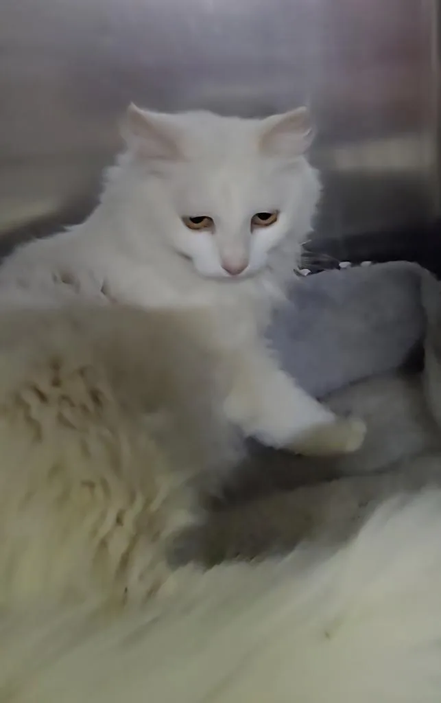 A young medium-sized female Domestic Long Hair cat named Blanca for adoption in Pahrump, NV