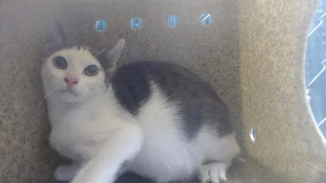 A baby medium-sized female Domestic Short Hair cat named Stephanie for adoption in Downey, CA