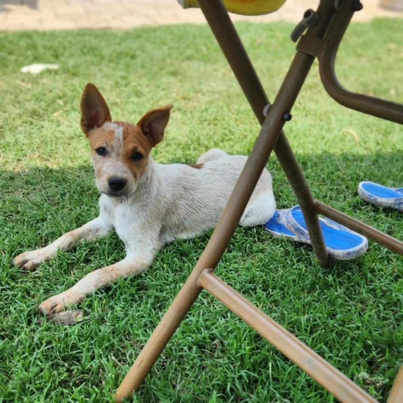 Stormie  Fee Sponsored thumbnail 4