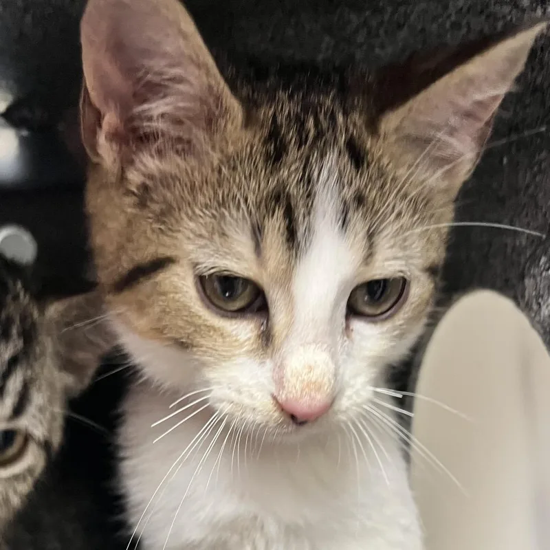 A baby small-sized male Brown / Chocolate Domestic Short Hair cat named Amethyst for adoption in Birmingham, AL