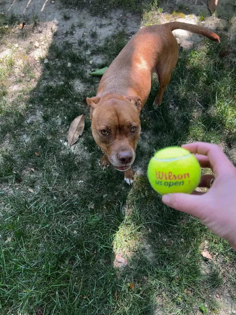 Wilson thumbnail 4