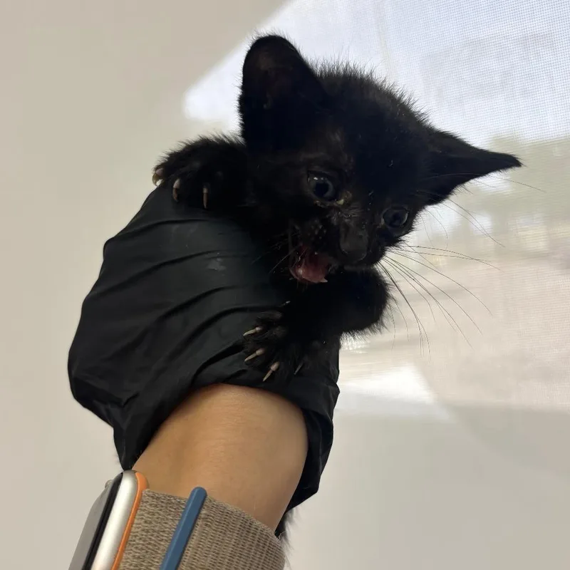 A baby small-sized male Domestic Short Hair cat named Olaf for adoption in Corpus Christi, TX