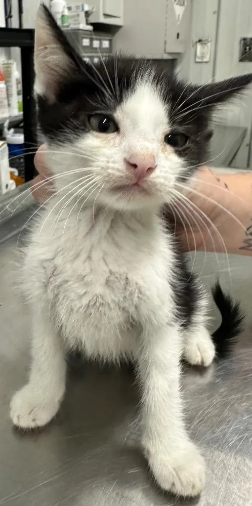 A baby small-sized male Domestic Short Hair cat named Skunk for adoption in Hillsdale, IN
