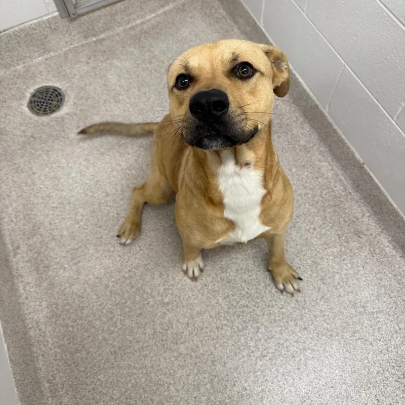 A young medium-sized male Yellow / Tan / Blond / Fawn Mixed Breed dog named Kane for adoption in Horn Lake, MS