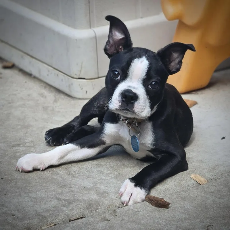 A baby small-sized male Boston Terrier dog named Charlie for adoption in Milwaukee, WI