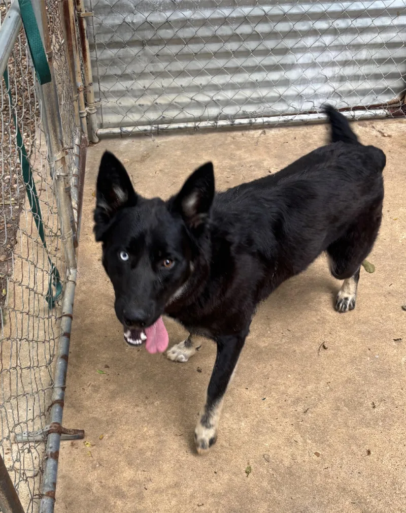A young large-sized male Black German Shepherd Dog dog named Ziggy for adoption in Ruston, LA