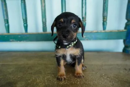 A baby small-sized male Chihuahua dog named Breezeberry for adoption in San Antonio, TX
