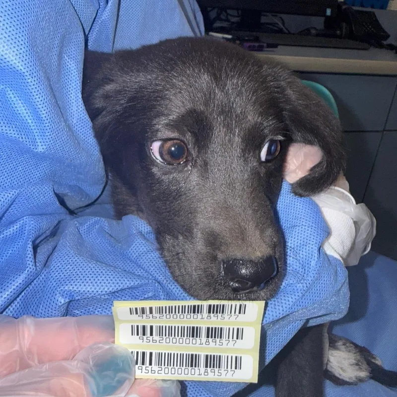 A baby small-sized male Black Mixed Breed dog named Cimmerian for adoption in Springboro, OH
