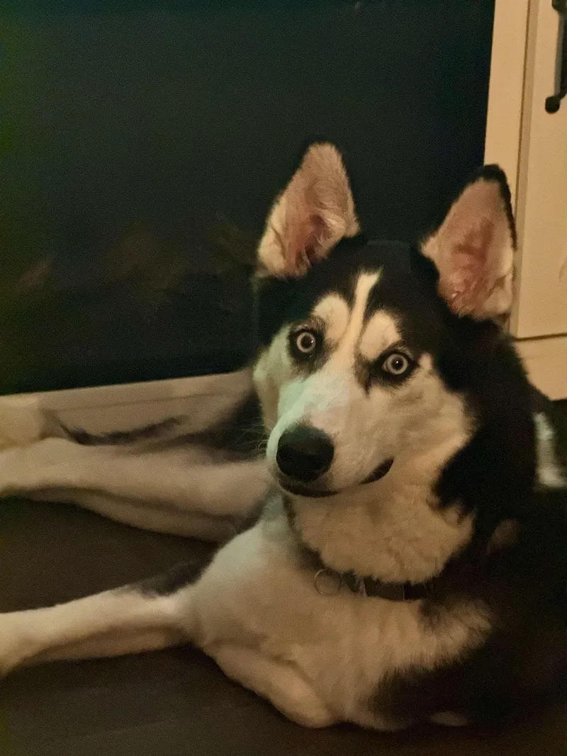 A young medium-sized male Siberian Husky dog named Koda for adoption in Menifee, CA