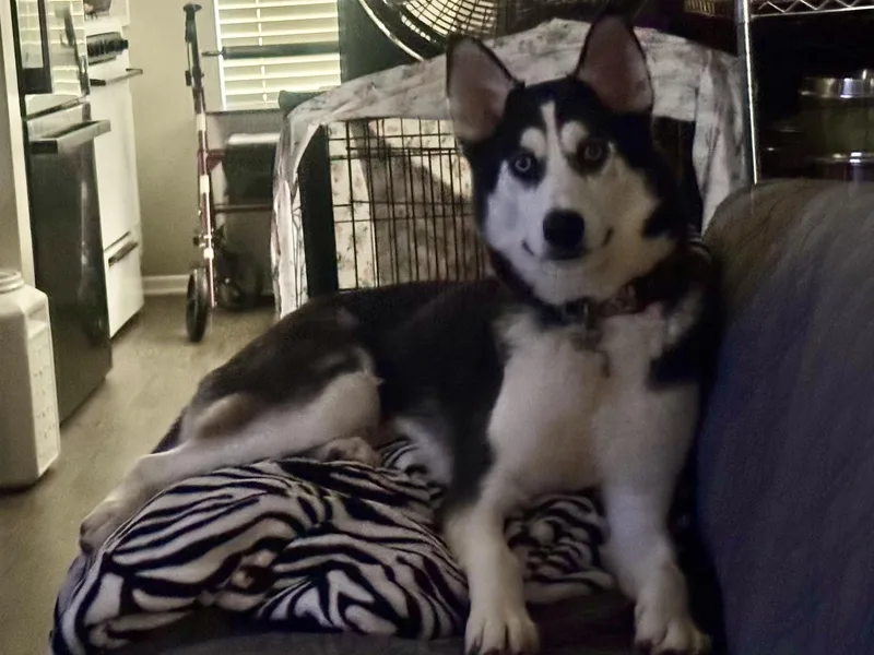 Koda thumbnail 3
