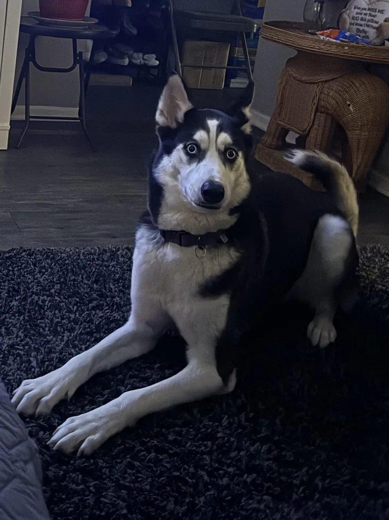 Koda thumbnail 4