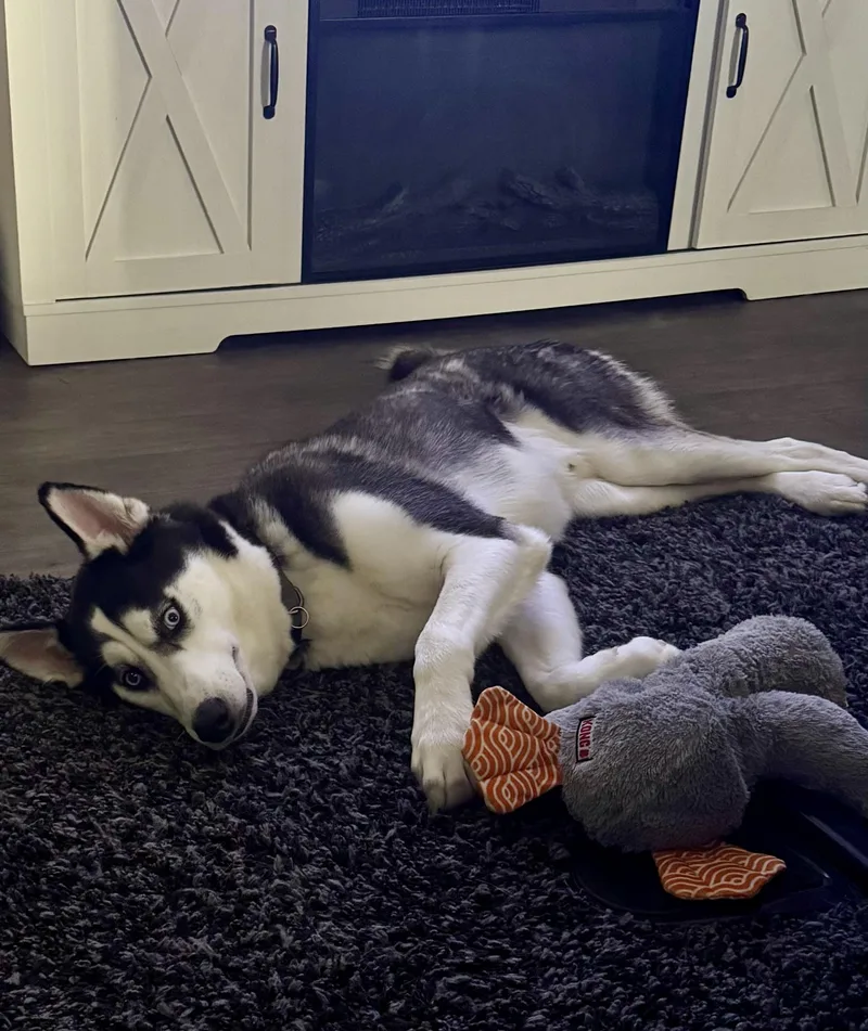 Koda thumbnail 5