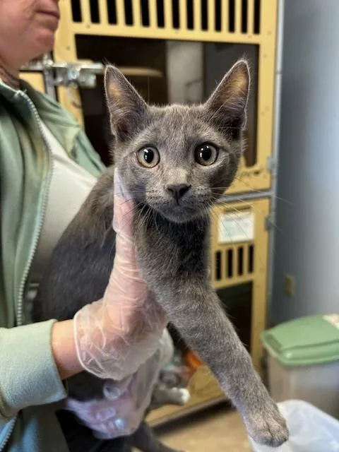A baby small-sized male Gray & White Domestic Short Hair cat named Malone for adoption in Anoka, MN