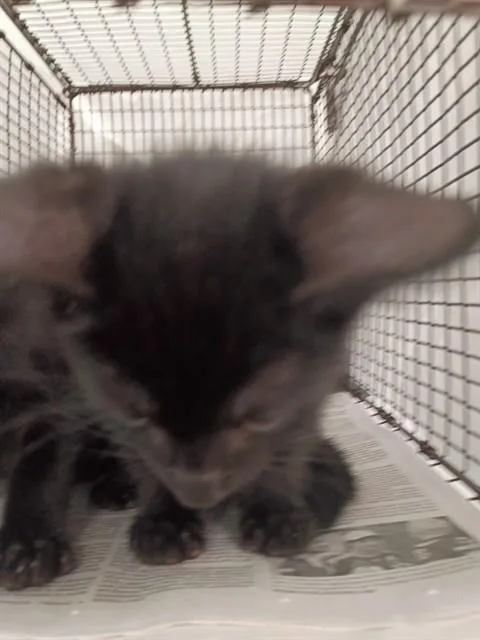 A baby small-sized male Domestic Short Hair cat named Stanford for adoption in Fort Lauderdale, FL