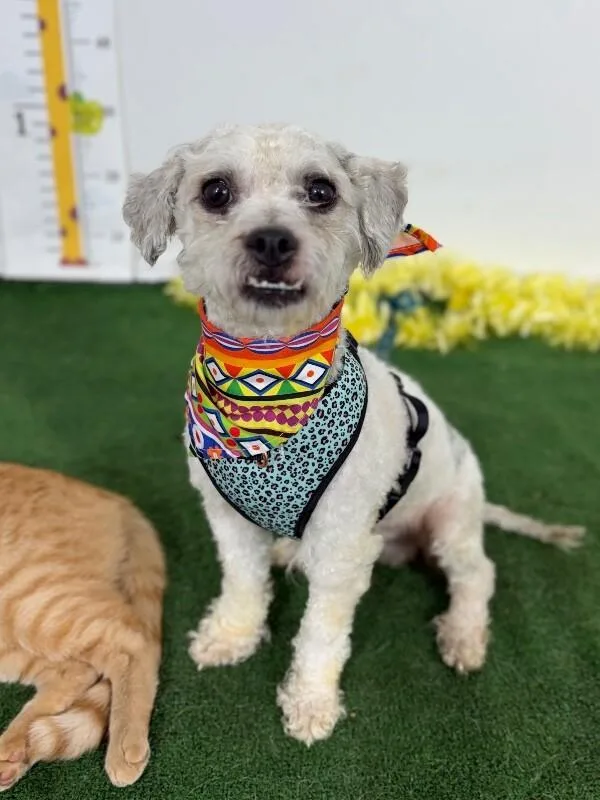 An adult small-sized male Havanese dog named Boots for adoption in Carlsbad, CA