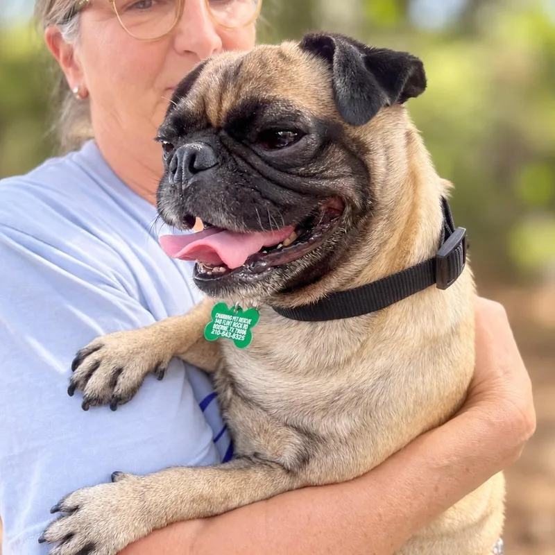 An adult small-sized male Pug dog named Ditka for adoption in Boerne, TX