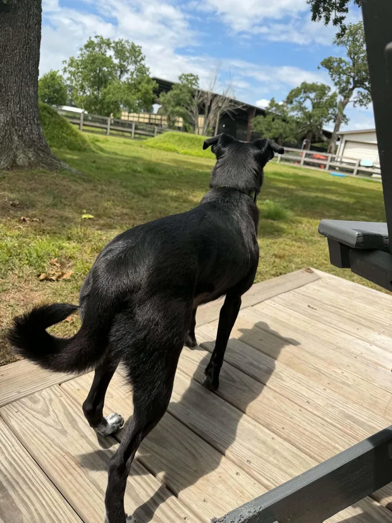An adult medium-sized female Black Labrador Retriever dog named Betty for adoption in Houston, TX