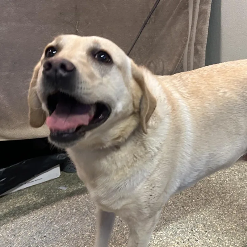 An adult medium-sized female Yellow / Tan / Blond / Fawn Yellow Labrador Retriever dog named IVHSStray for adoption in San Gabriel, CA