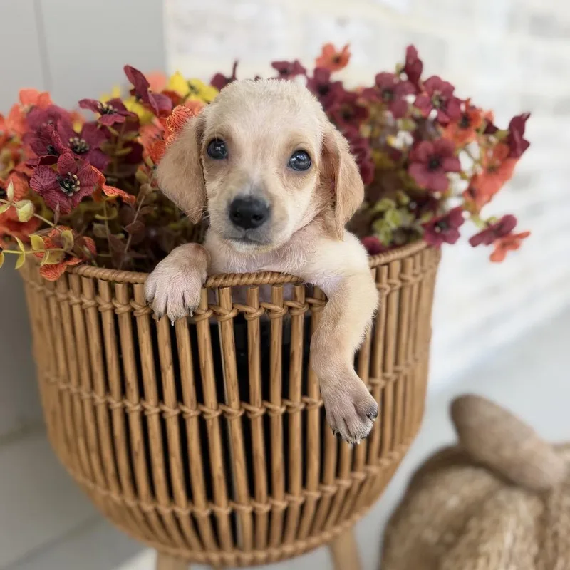 A baby medium-sized female Catahoula Leopard Dog dog named Phoebe for adoption in Baton Rouge, LA