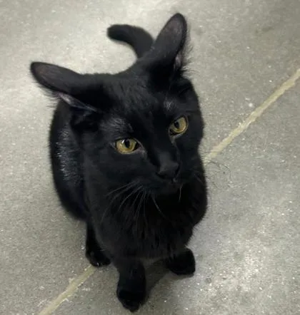 An adult large-sized male Black Domestic Short Hair cat named Eladio for adoption in Kansas City, MO