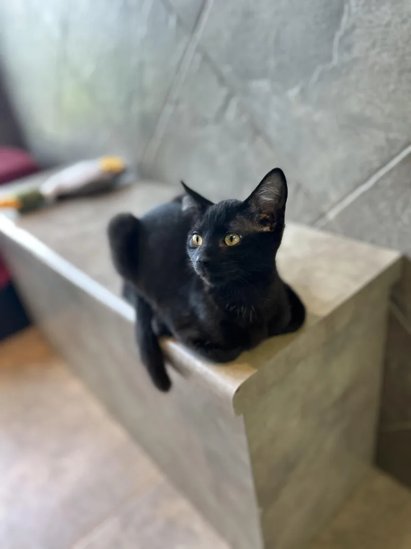 Jude