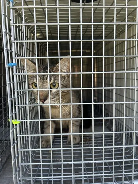 An adult medium-sized female Domestic Short Hair cat named Penelope for adoption in Virginia Beach, VA