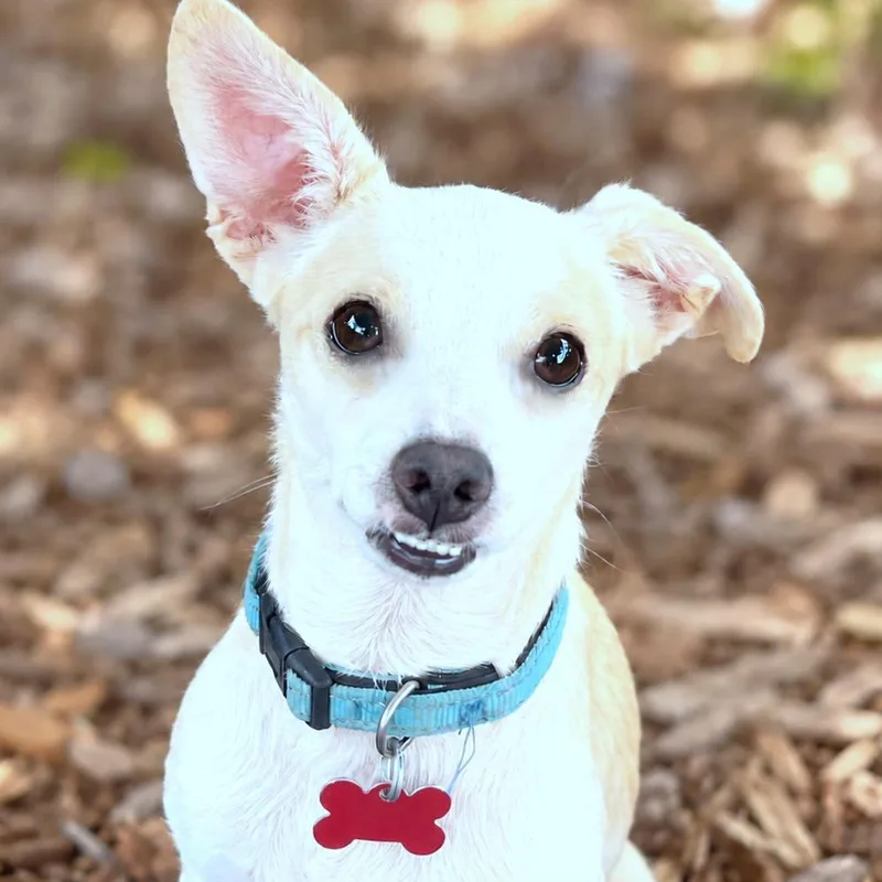 An adult small-sized male White / Cream Chihuahua dog named Parmesan for adoption in Boerne, TX