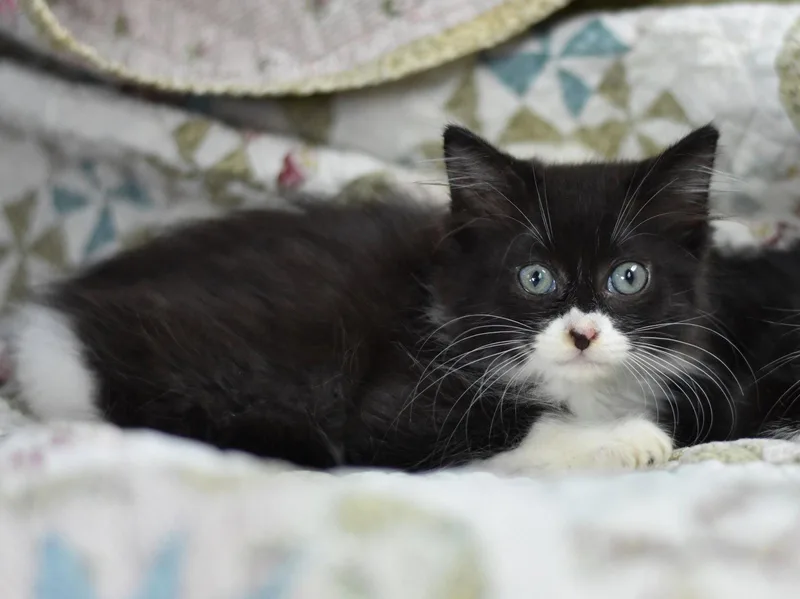 A baby medium-sized female Domestic Medium Hair cat named Boo for adoption in Montgomery, TX