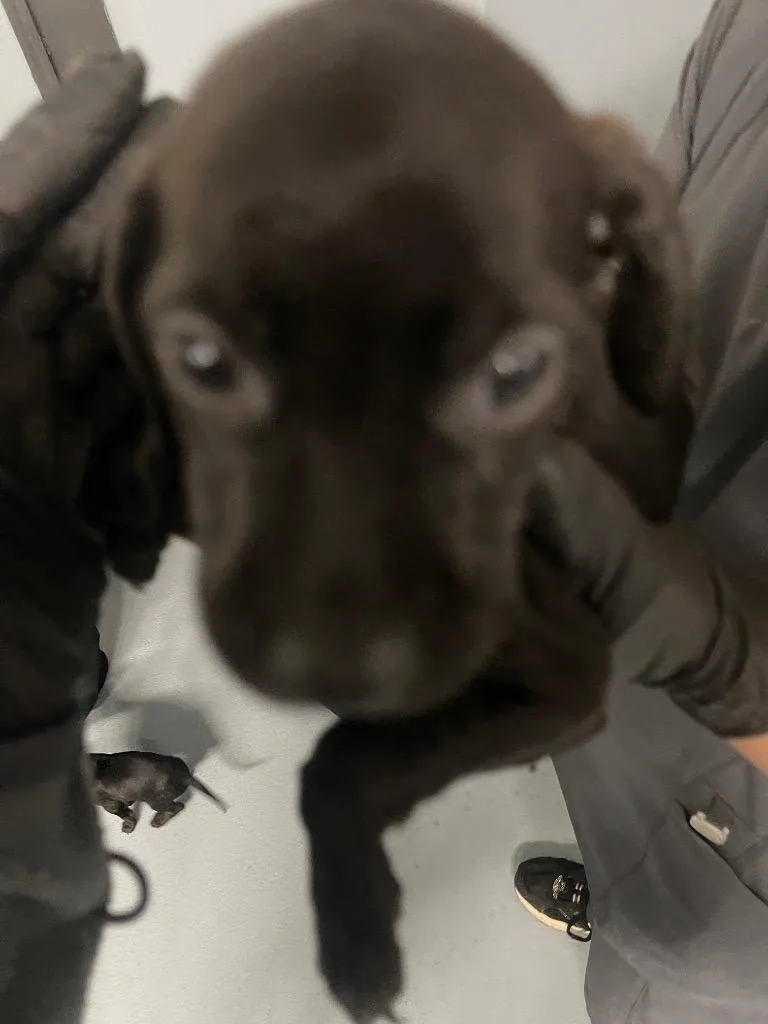 A baby large-sized male Mixed Breed dog named Heath for adoption in Cartersville , GA