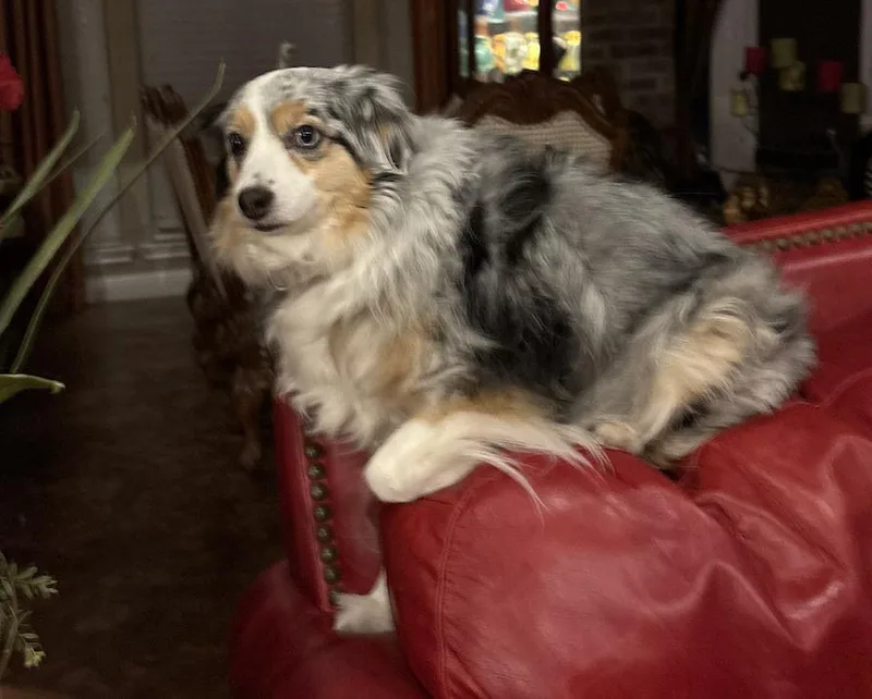 An adult medium-sized female Australian Shepherd dog named Lulacholula for adoption in Arlington, TX