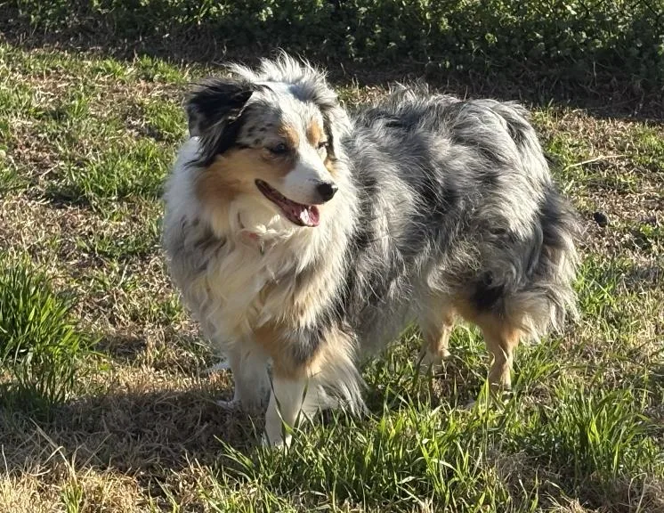 Lulacholula thumbnail 3