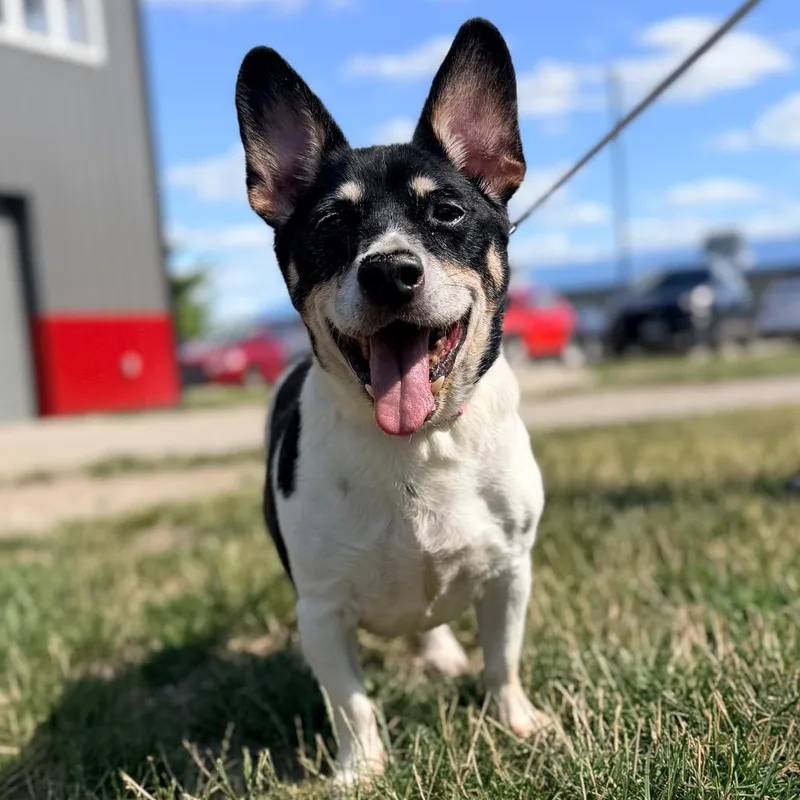 A senior small-sized male White / Cream Rat Terrier dog named Shorty for adoption in Champaign, IL