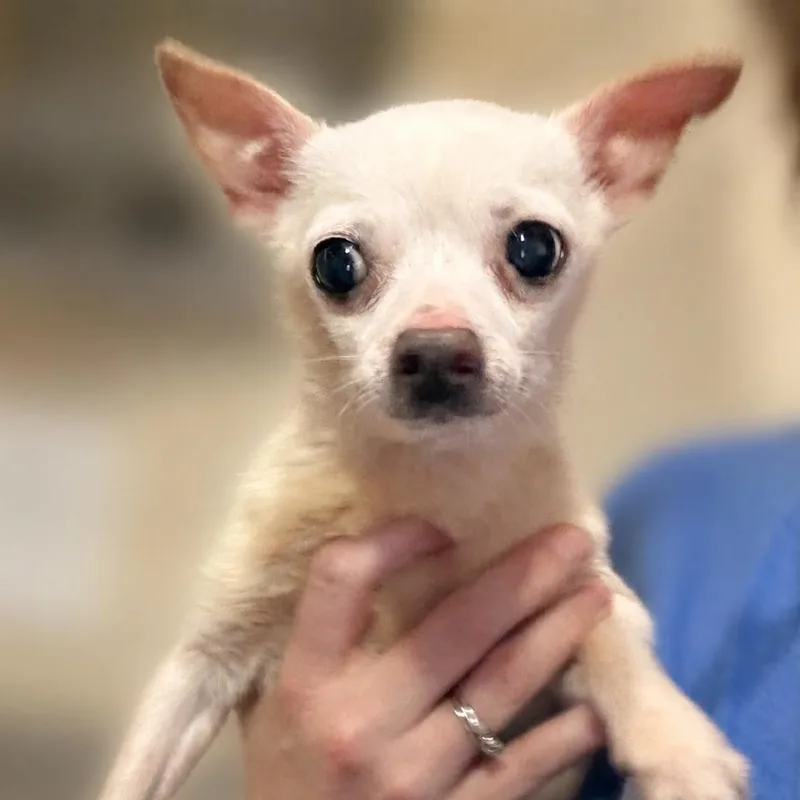 A senior small-sized male White / Cream Chihuahua dog named August for adoption in Hudson, IL