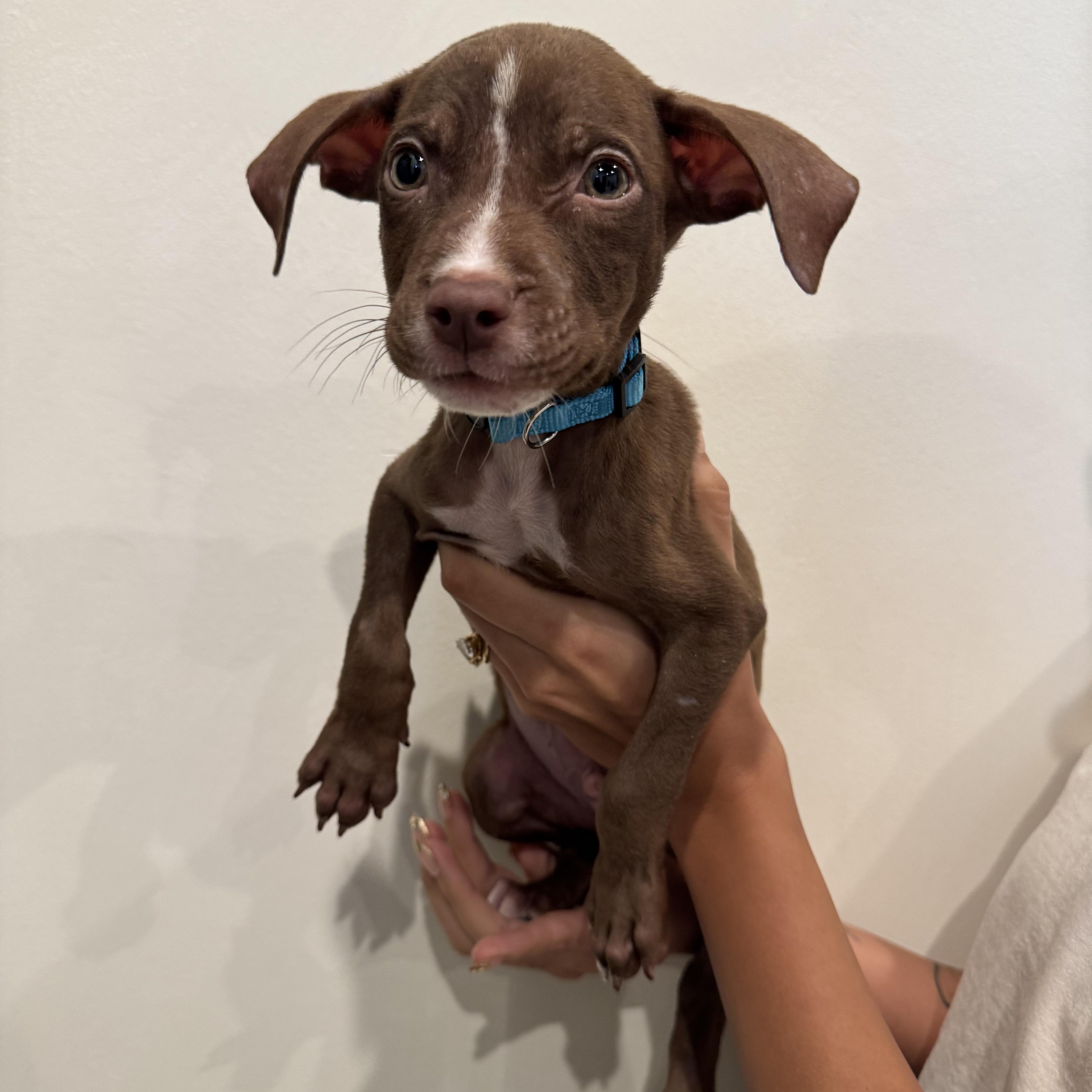 A baby medium-sized male Mixed Breed dog named Andy Warhowl for adoption in Henderson, NV